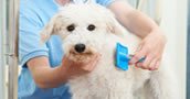 Curso de Posgrado Peluqueria Canina Profesional
